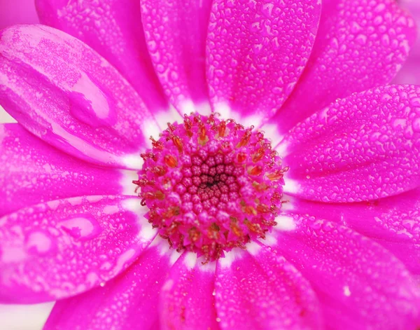 stock image Violet Pink Osteosperumum Flower Daisy