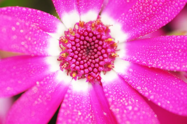 Sedmikráska květ fialový růžový osteosperumum — Stock fotografie