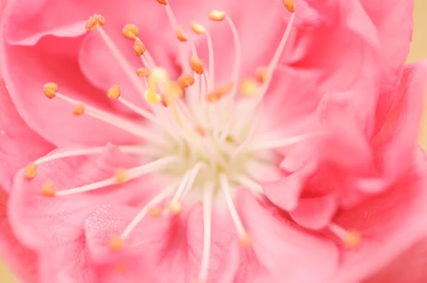 Sakura fiori in primavera, macro shot — Foto Stock