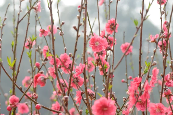 Las flores de melocotón rosa en las ramitas suaves . —  Fotos de Stock