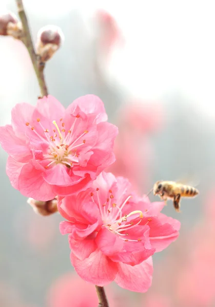 Vårblommor persika och bee. — Stockfoto