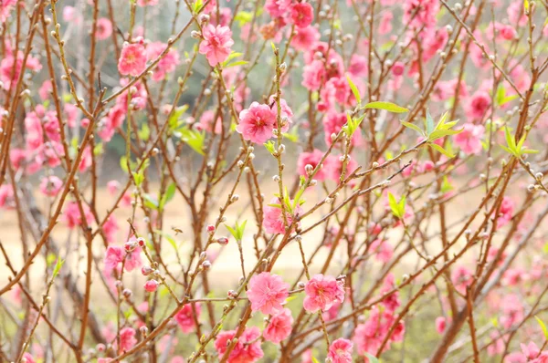 stock image The pink peach flowers on the soft twigs.