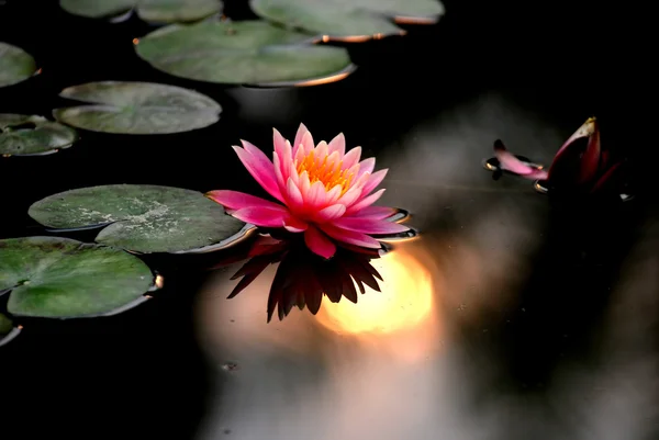 stock image The overlapping green water lily leaves in the pond and purple flowers, the pond garden in a park.