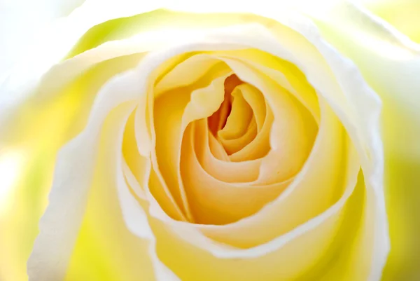 stock image Yellow rose