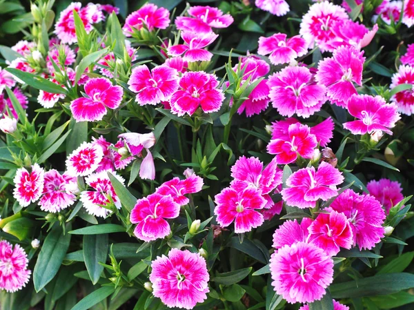 Hermosas flores de verano de cerca —  Fotos de Stock