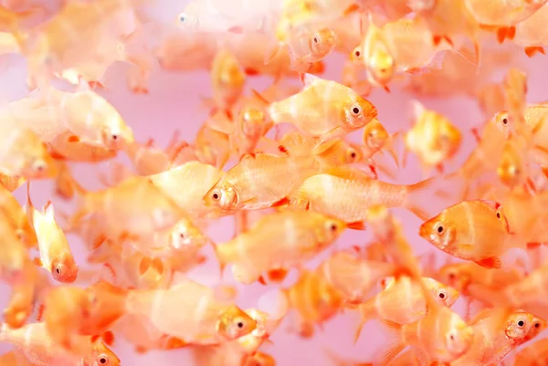 Les poissons tropicaux translucides colorés nagent dans l'eau claire . — Photo