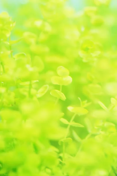 Зеленый выход подводных растений — стоковое фото
