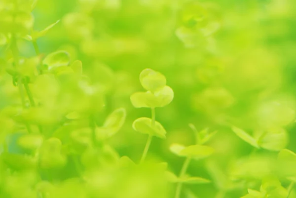 Gröna lämna av den under vattenväxt — Stockfoto