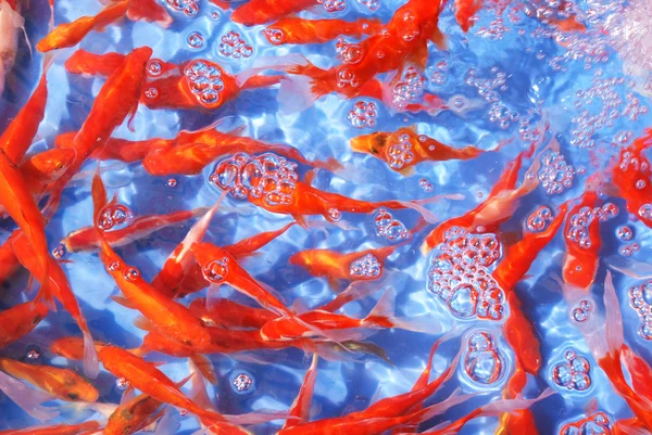 En svärm av goldfish simma makligt i det klara vattnet. — Stockfoto