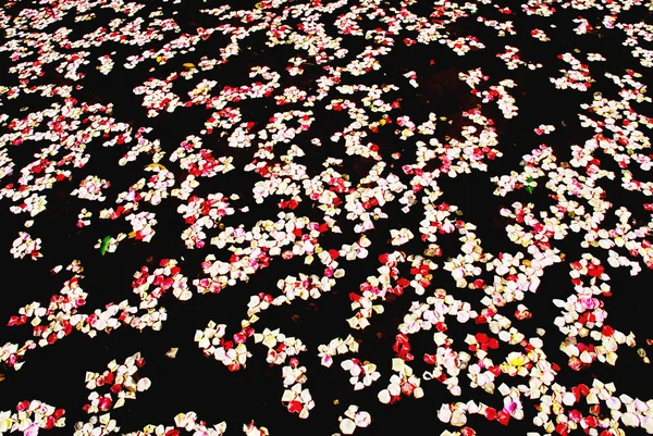 Rode en witte bloemblaadjes op het wateroppervlak — Stockfoto