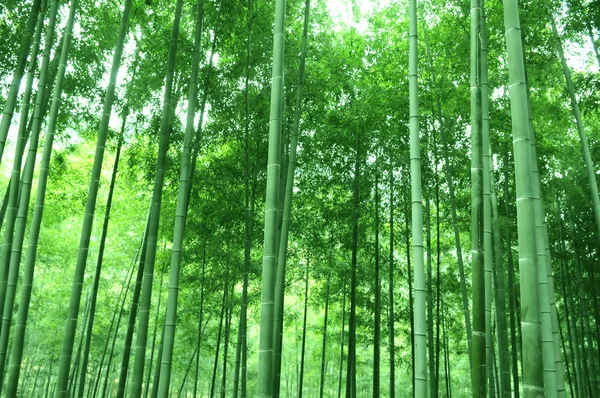 Процвітаючий бамбуковий ліс з славним ранковим сонцем . — стокове фото