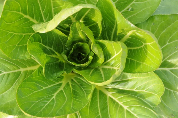 El vegetal de col verde en el fondo del campo . —  Fotos de Stock