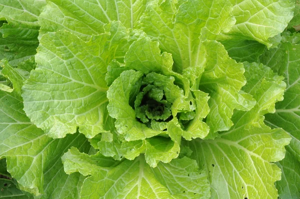 The verdure cabbage vegetable in the field background. — Stock Photo, Image