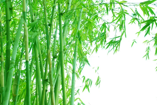 Verdure fundo do bosque de bambu — Fotografia de Stock