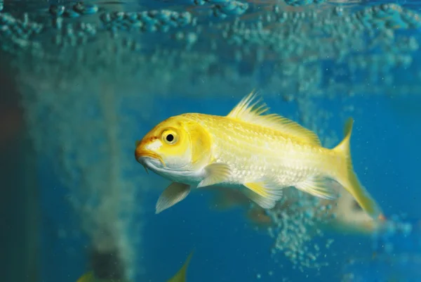 Egy koi ponty hal úszni akvárium — Stock Fotó