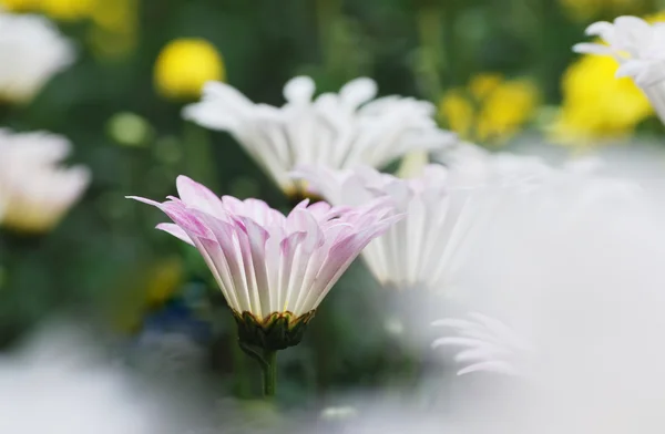 Güzel yaz çiçek yakın çekim — Stok fotoğraf