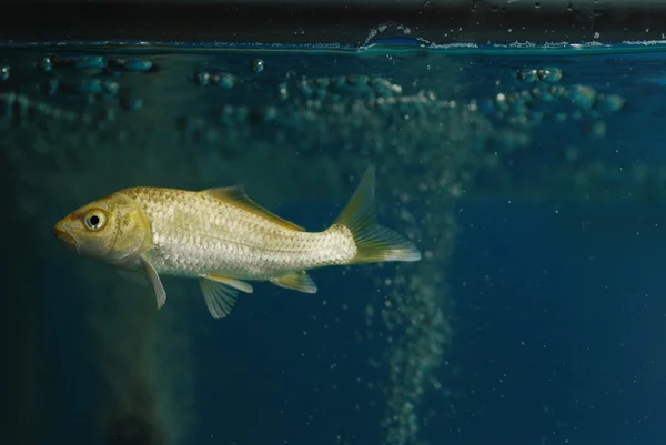 Рыба-карп кои плавает в стеклянном аквариуме . — стоковое фото
