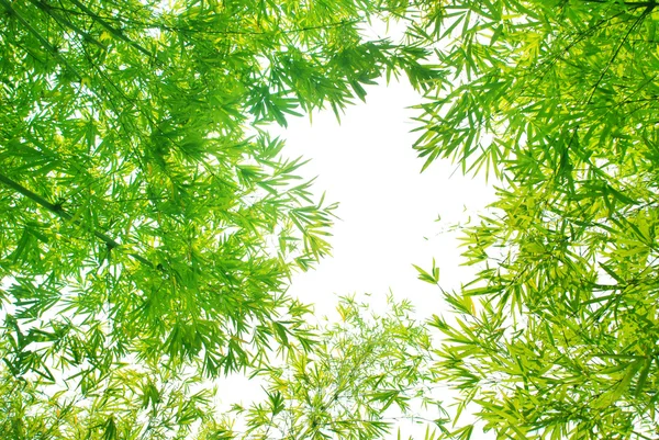 Verdure florissante fond de bambou — Photo