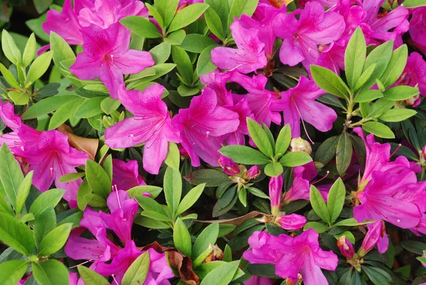 Красиві літні квіти крупним планом — стокове фото