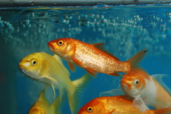 Koi-Fische oder Goldfische — Stockfoto