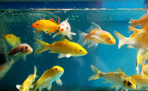 O aquário — Fotografia de Stock