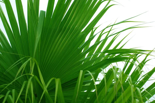 Green palm leaves isolated — Stock Photo, Image