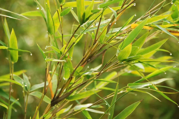 Verdure fioriscono foglie di bambù — Foto Stock