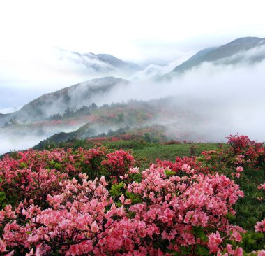 Spring mountain azelea flowers clipart