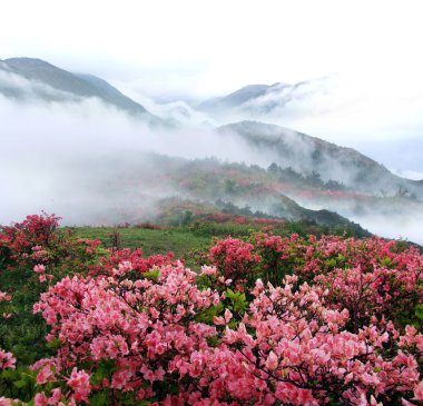 Spring misty mountain peach flowers clipart
