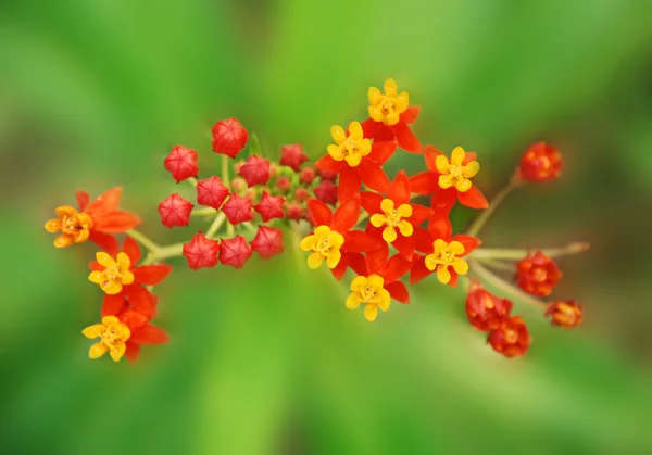 Beautifull summer flowers close up — Stock Photo, Image