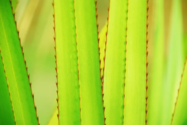 棘の背景を持つ緑のリュウゼツランの葉. — ストック写真