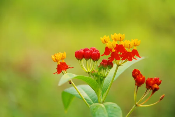 Schöne Sommerblumen aus nächster Nähe — Stockfoto