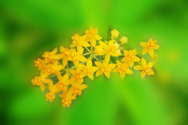 Flores silvestres amarillas en campo de primavera —  Fotos de Stock
