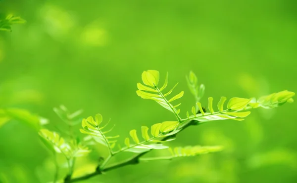 Листья зеленых деревьев Помоны — стоковое фото