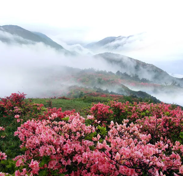 Primavera nublado montaña melocotón flores — Foto de Stock