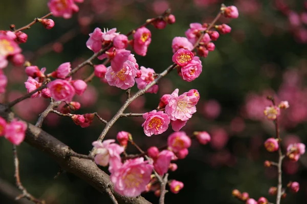 Rózsaszín plum blossom a gallyak — Stock Fotó