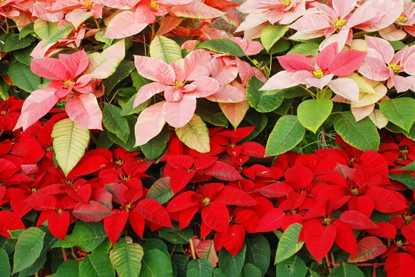 Leuchtend rote und rosa Weihnachtsrosen Dekoration — Stockfoto