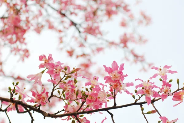 美しい夏の花のクローズ アップ — ストック写真