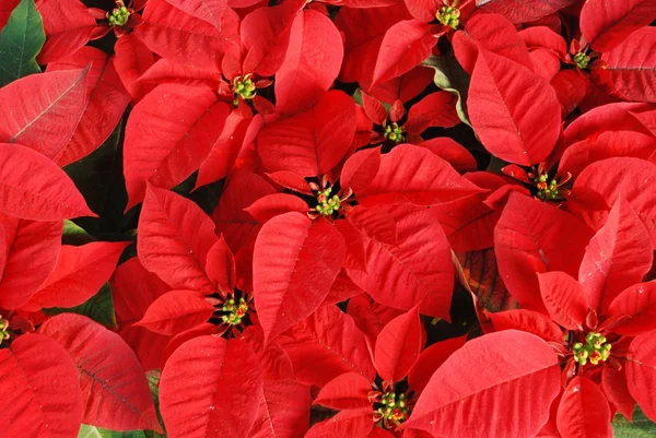 Parlak kırmızı Noel gülleri dekorasyon — Stok fotoğraf