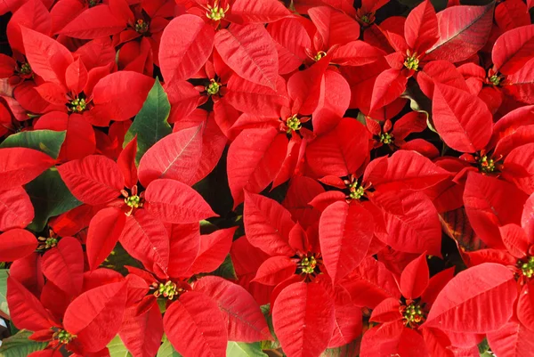 Rojo brillante hojas de rosa de Navidad — Foto de Stock
