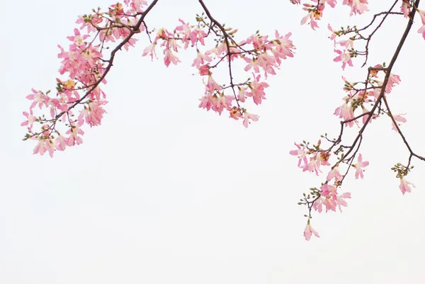 Flores de primavera kapok — Foto de Stock