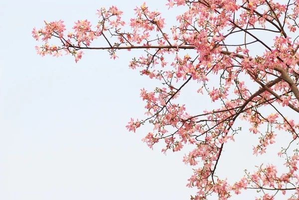 stock image Flourish spring flowers of kapok