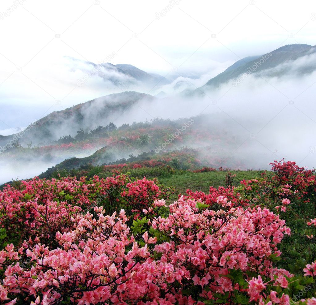 Spring mountain azelea flowers