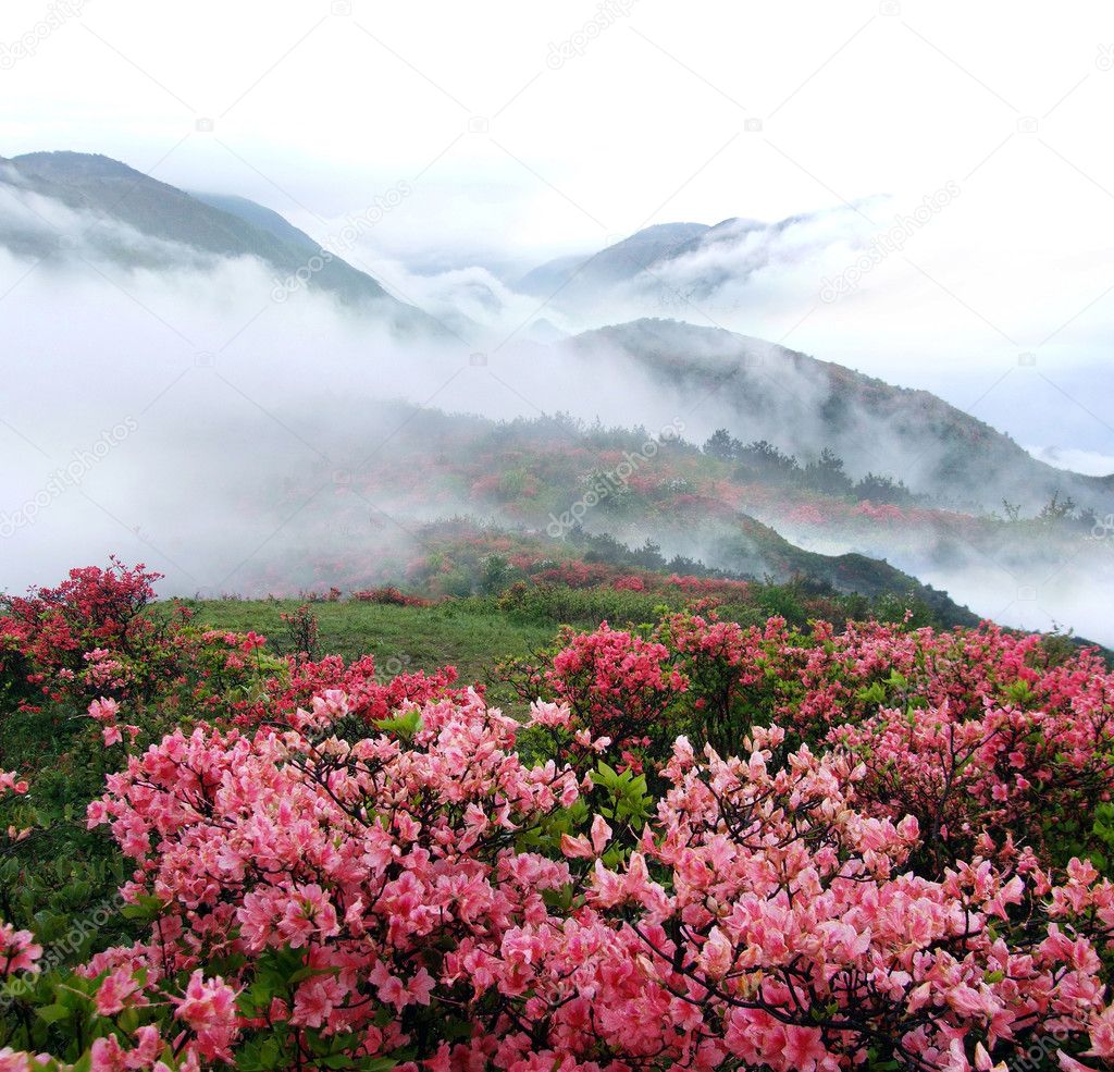 Spring misty mountain peach flowers
