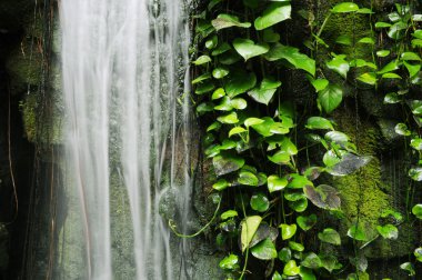 Waterfall rockery with climbing plant clipart