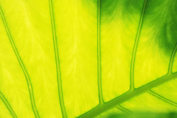 Tropiska arum leaf bakgrunden bakgrundsbelyst. — Stockfoto