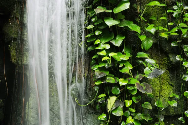 stock image Waterfall rockery with climbing plant