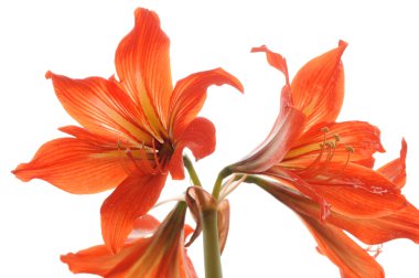 Amaryllis bulbs of red color clipart