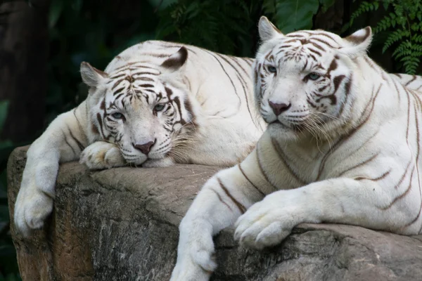 Tygr dvojice — Stock fotografie