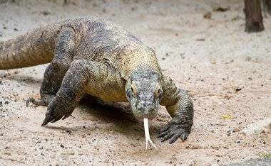 Charging Komodo clipart